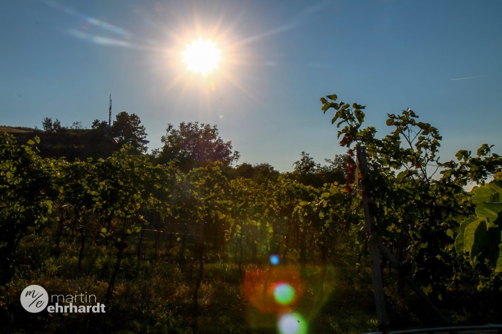 Sonne ist Leben.