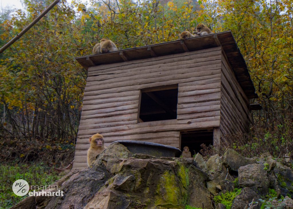 helbehaus-affenwald-13