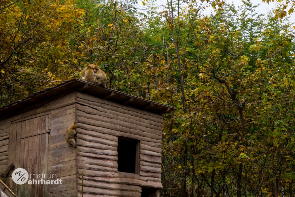 helbehaus-affenwald-9